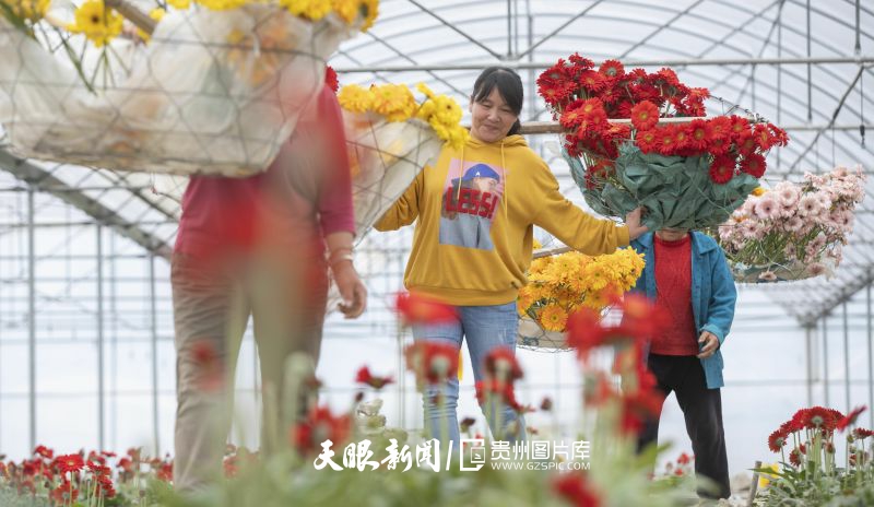 2022年3月19日，農(nóng)民在貴州省龍里縣灣灘河鎮(zhèn)園區(qū)村的大棚內(nèi)采摘非洲菊。（葉順強(qiáng) 攝）.jpg