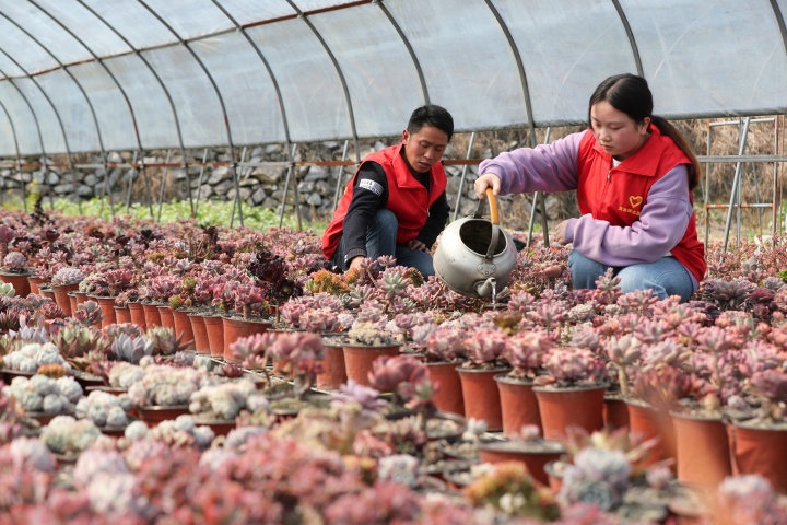 圖為近日，該縣龍崗鎮(zhèn)干部到結(jié)對(duì)的多肉基地參與管護(hù)，并了解產(chǎn)業(yè)發(fā)展過(guò)程中存在的問(wèn)題 (2)_副本.jpg