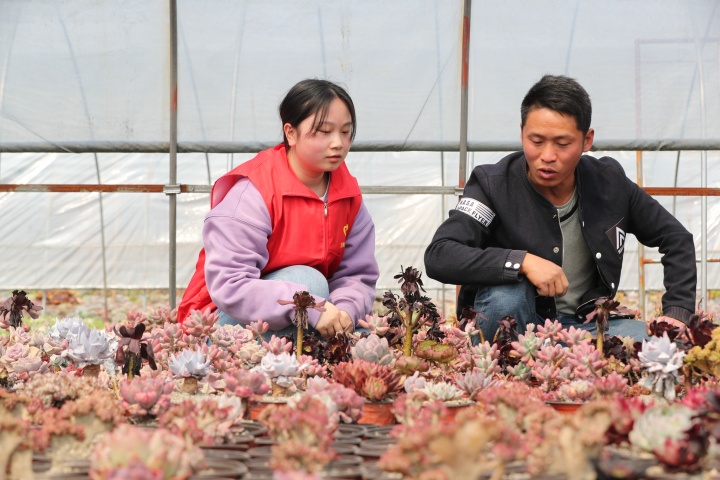 圖為近日，該縣龍崗鎮(zhèn)干部到結(jié)對(duì)的多肉基地參與管護(hù)，并了解產(chǎn)業(yè)發(fā)展過(guò)程中存在的問(wèn)題 (5)_副本.jpg