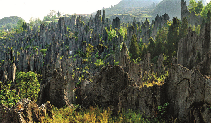 泥凼石林景區(qū)黔西南州文旅局提供張?chǎng)獢z.jpg