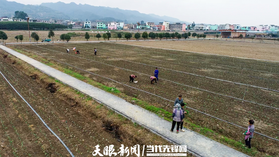 金沙縣平壩鎮(zhèn)同心彩虹共享田園里，田成塊、路成行、溝渠暢，形成一幅鄉(xiāng)村振興的和美畫卷。00002.jpg