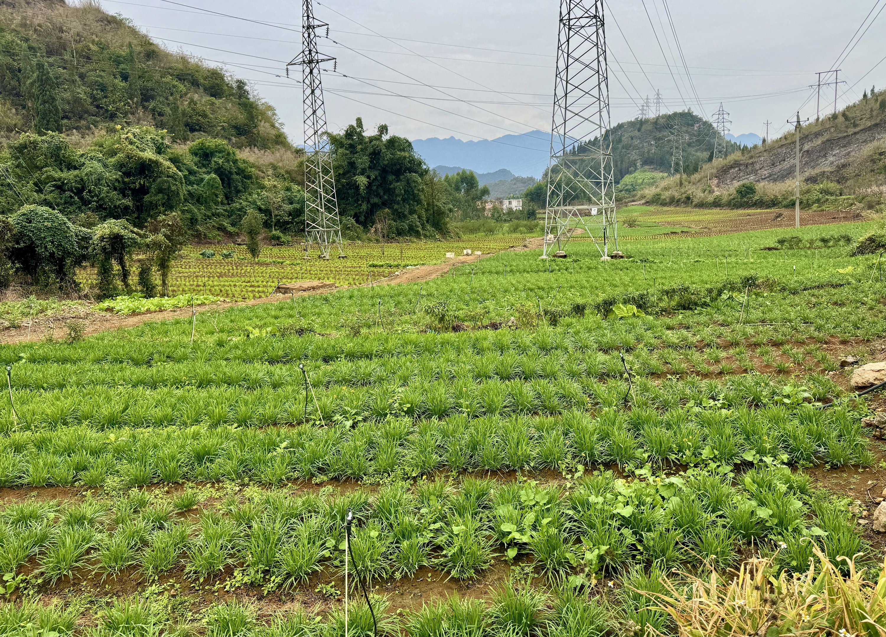 韭菜種植地 (2).jpg