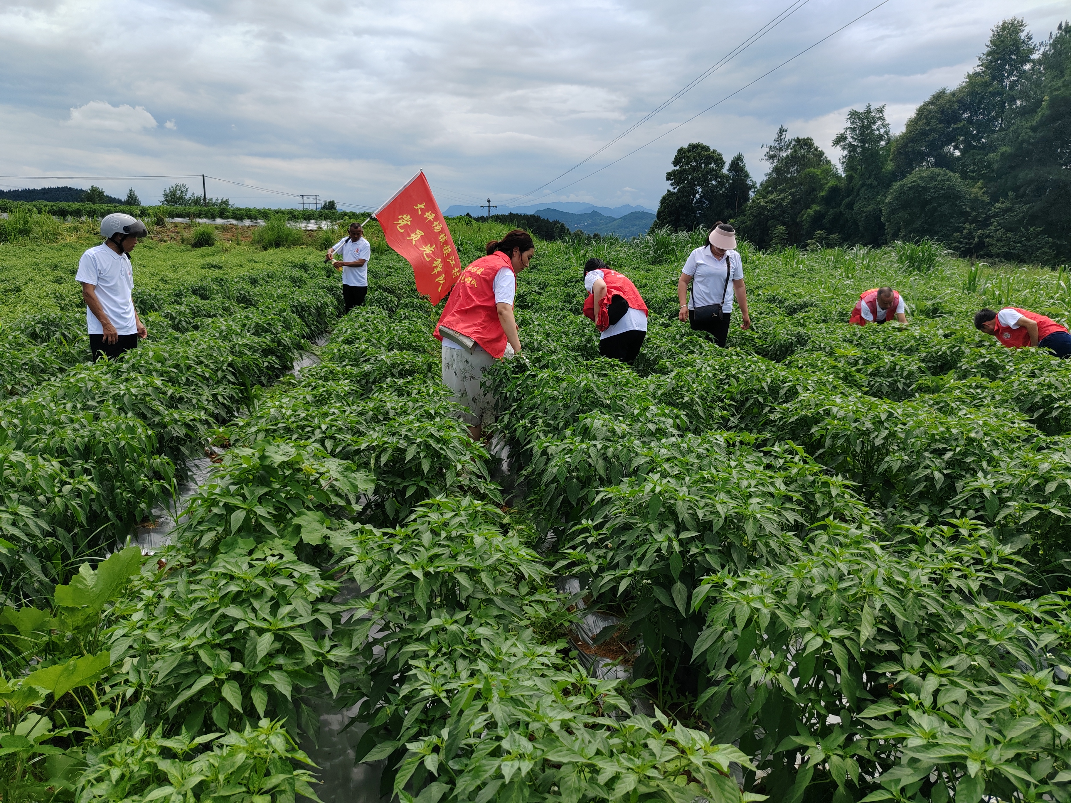 帶領(lǐng)黨員開展除草志愿服務(wù)活動.jpg