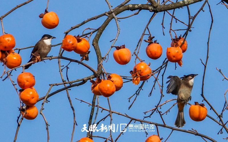 826779-2024年12月16日，在貴州省貴陽南明區(qū)永樂鄉(xiāng)水塘村，小鳥飛翔在柿子旁。.jpg