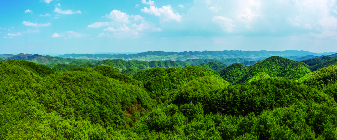 海雀村萬畝林場 李學(xué)友攝.jpg