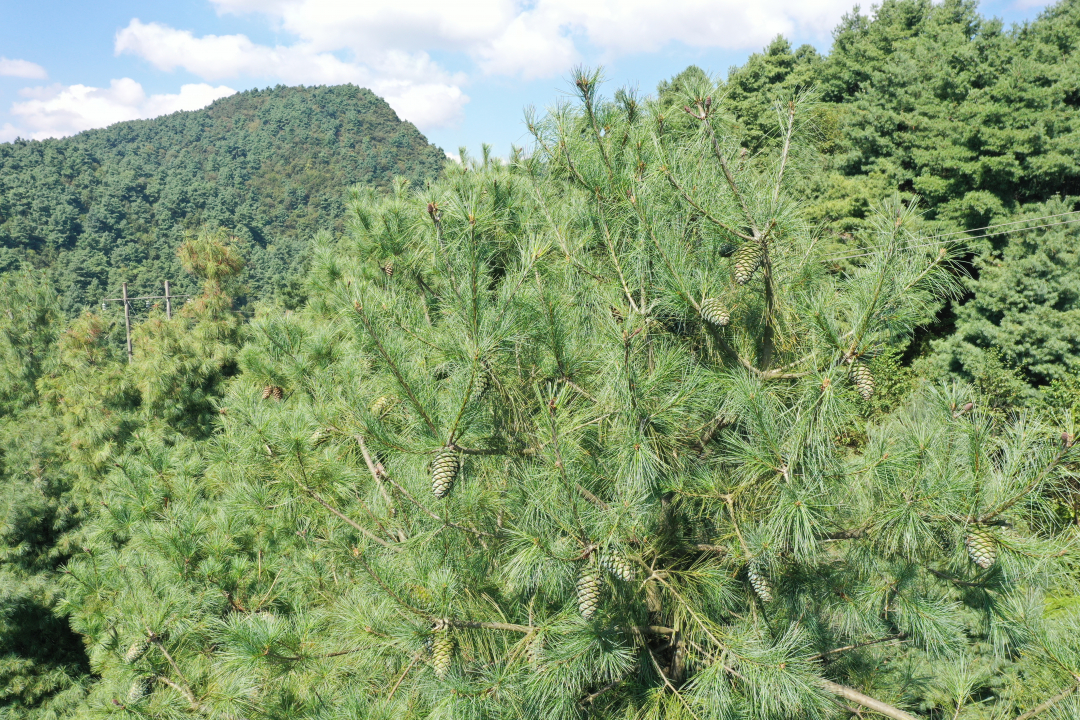 碩果累累的華山松。魯紹林 攝.jpg