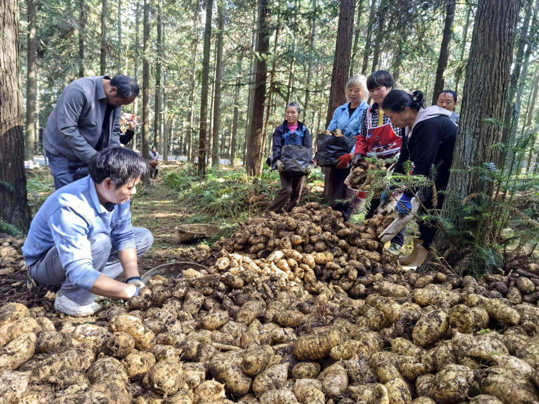 赫章縣平山林場林下天麻種植基地工人分揀天麻。閔罡  攝.jpg